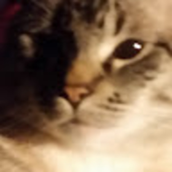 terrimaple